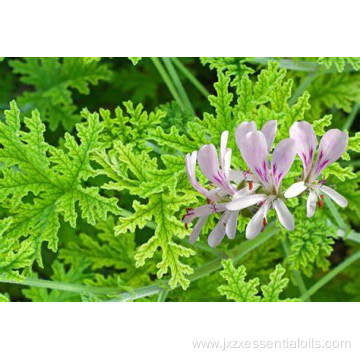 Factory supply Geranium Essential Oil New for Aromatherapy